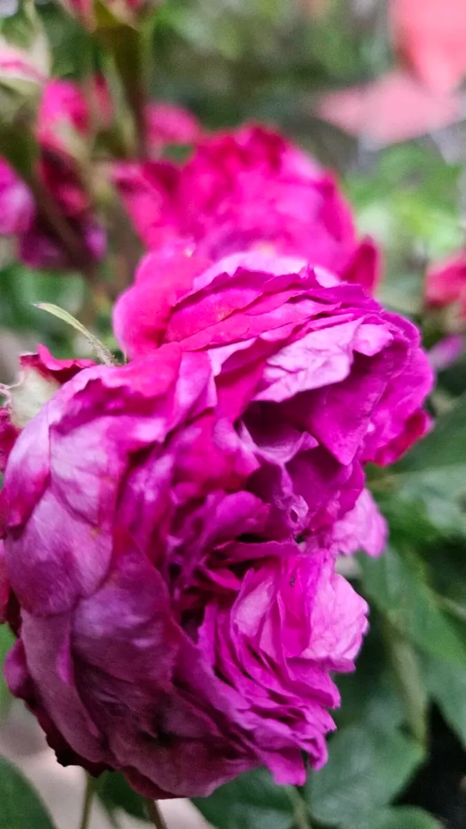 Roses Bushes 10euros - Image 1