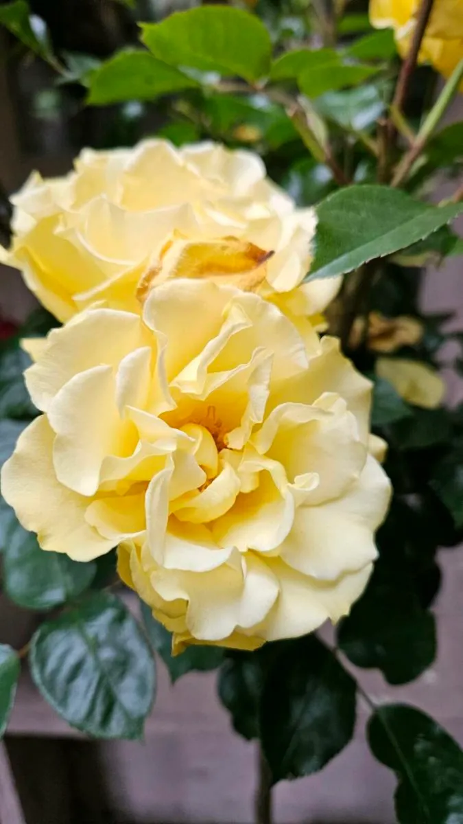 Roses Bushes 10euros - Image 2