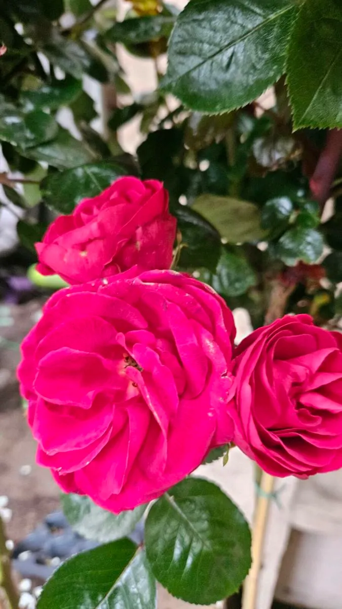Roses Bushes 10euros - Image 3
