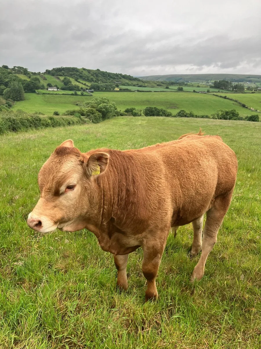 Limousin Pedigree Bull - Image 1