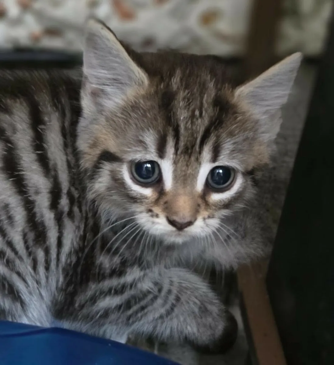 kittens - Image 2