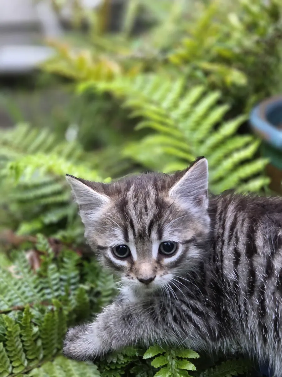 kittens - Image 3