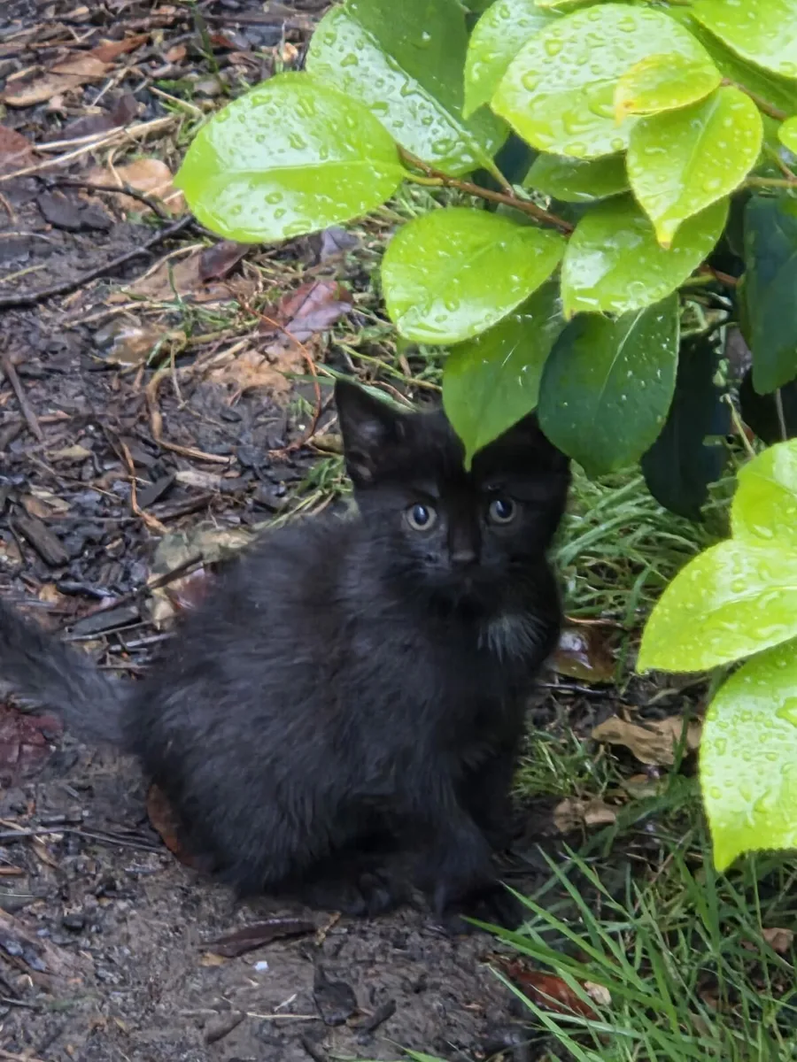 kittens - Image 4