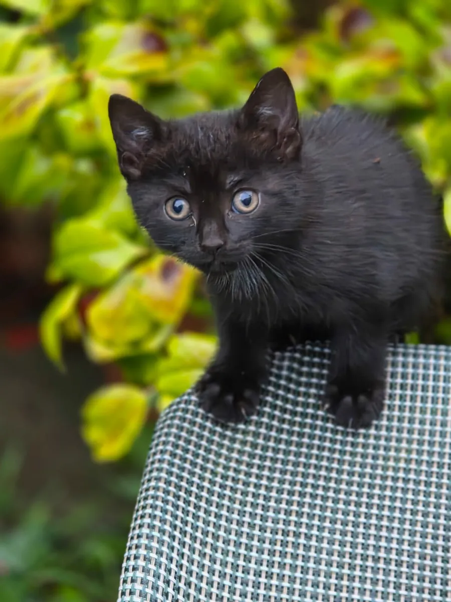 kittens - Image 2