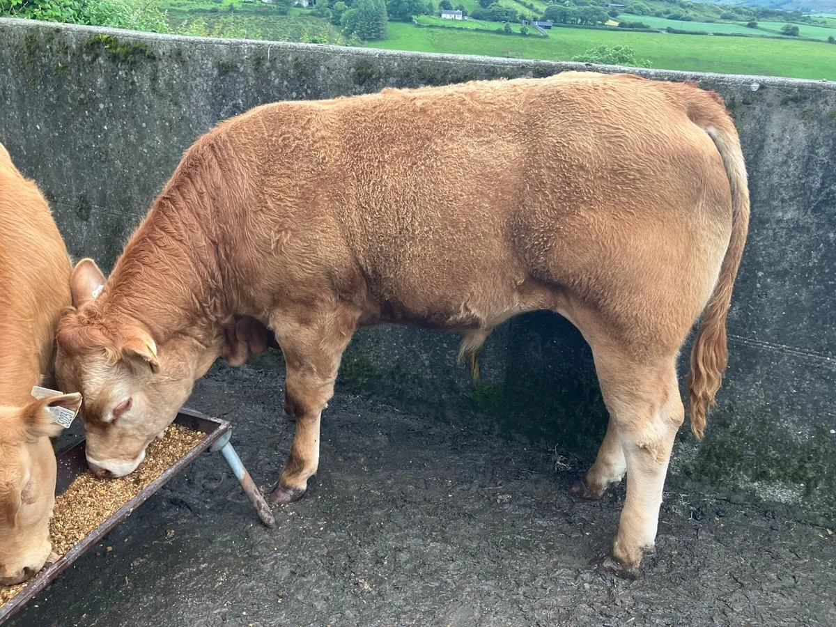 Limousin Pedigree Bull - Image 2