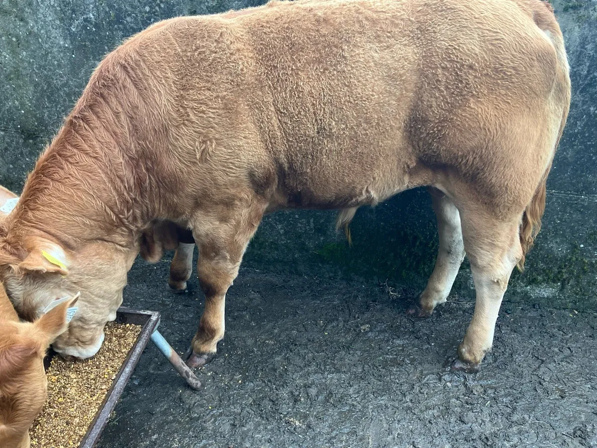 Limousin Pedigree Bull - Image 3