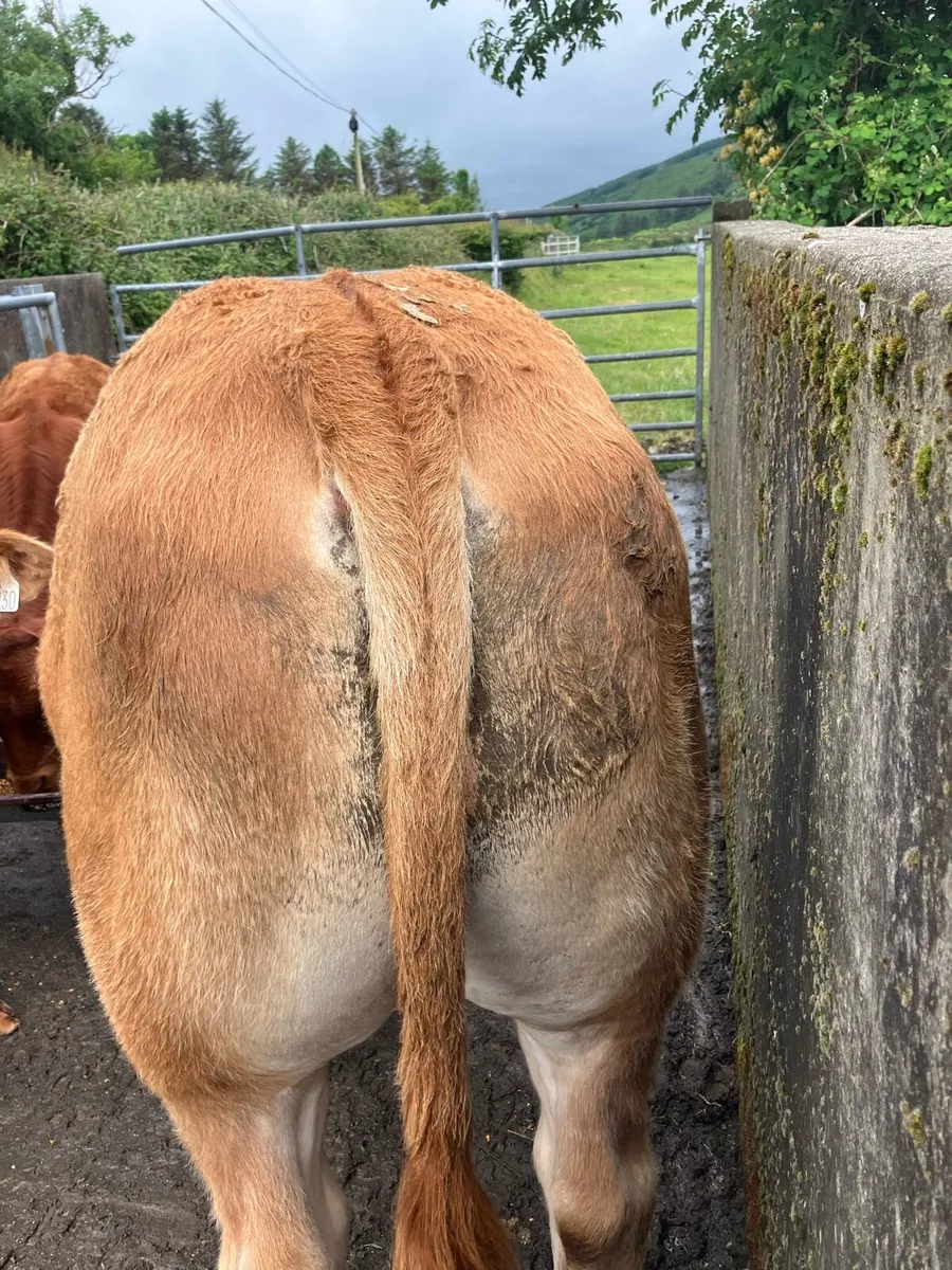 Limousin Pedigree Bull - Image 4