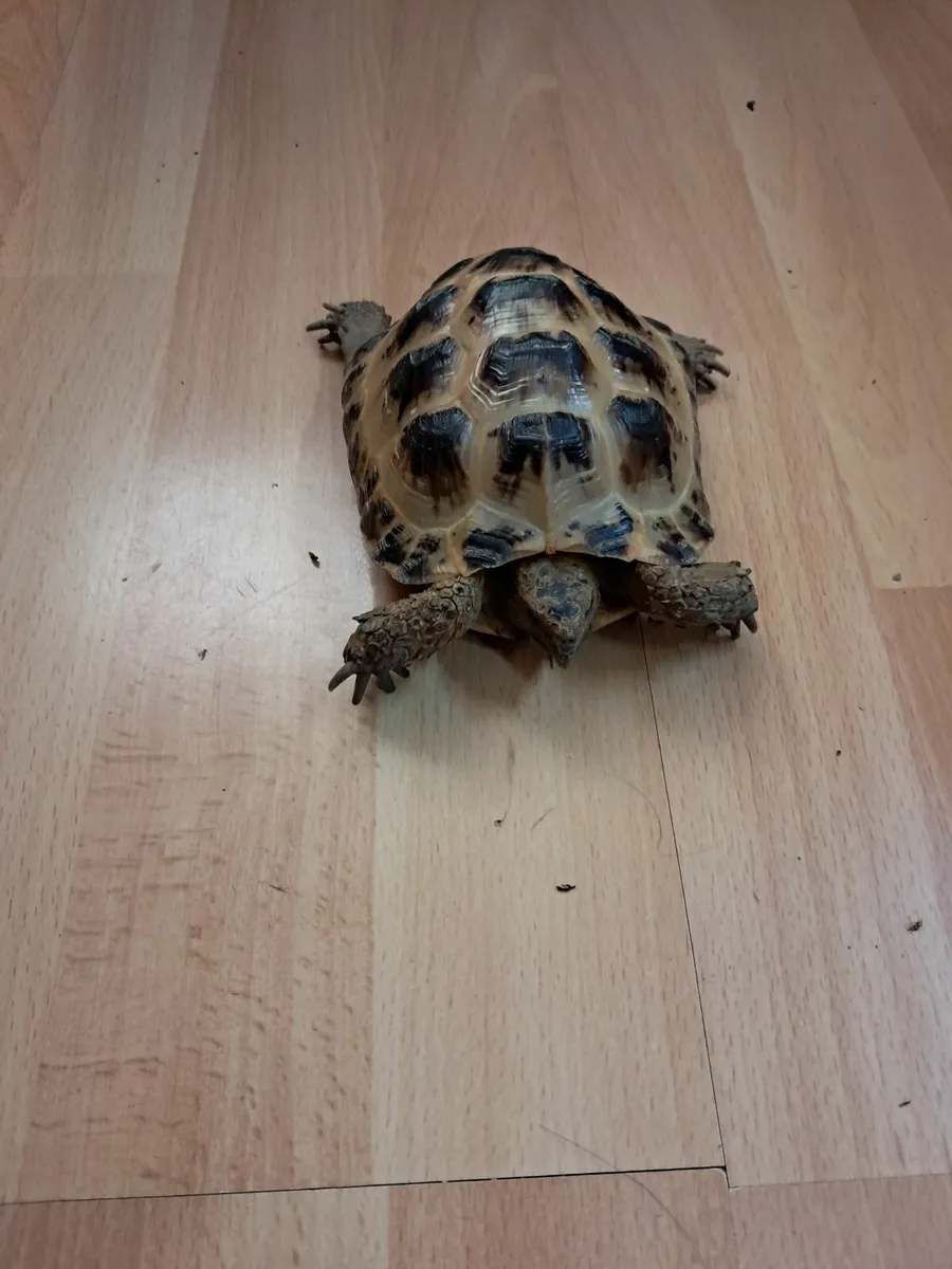 Horsefield Tortoise - Image 1