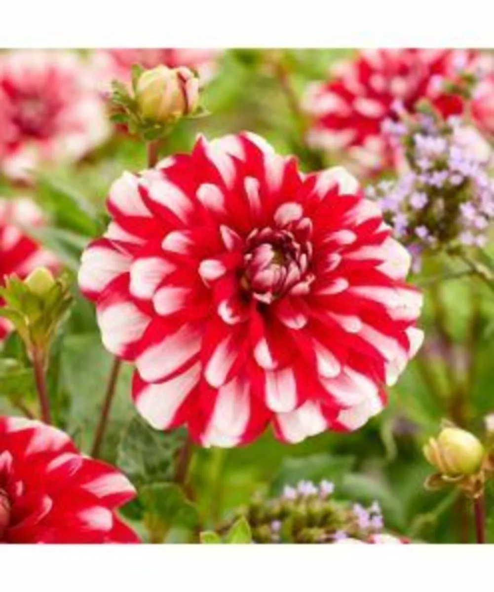 Summer Flower Bulbs -SALE Price - Image 1