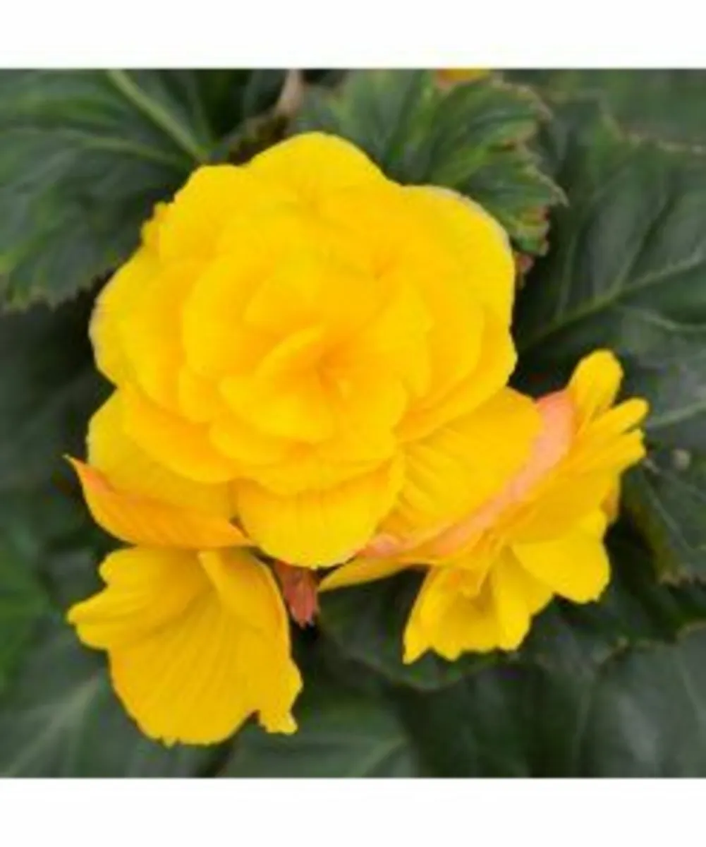 Summer Flower Bulbs -SALE Price - Image 2