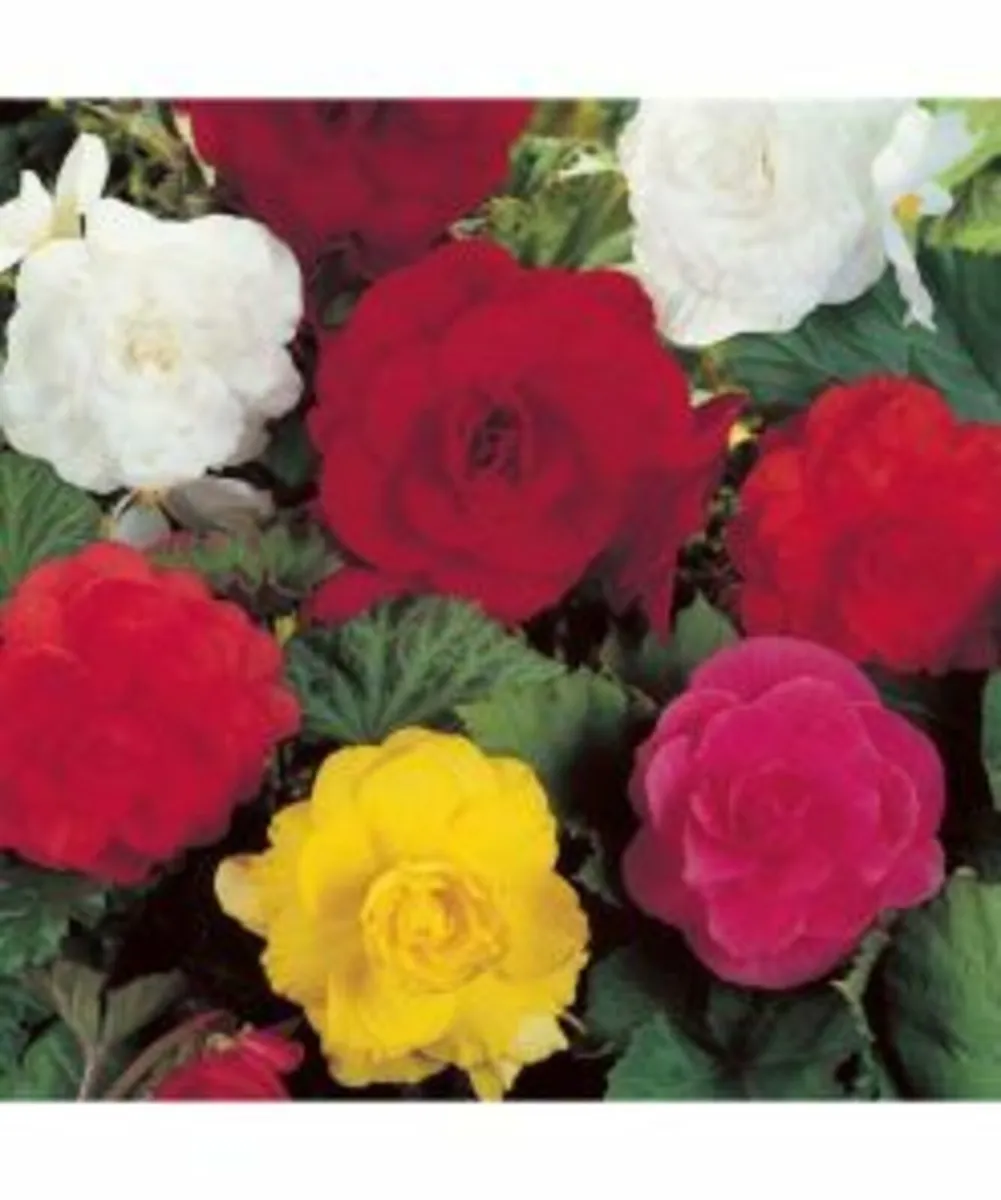 Summer Flower Bulbs -SALE Price - Image 3
