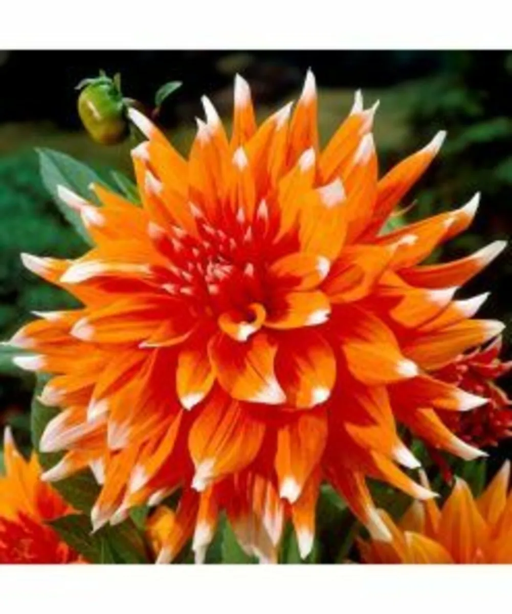 Summer Flower Bulbs -SALE Price - Image 4