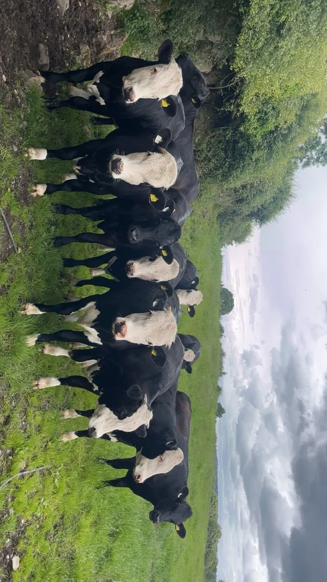 Hereford/Angus Bullocks