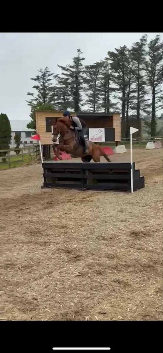 Cracking 16.2 5yo gelding - Image 2