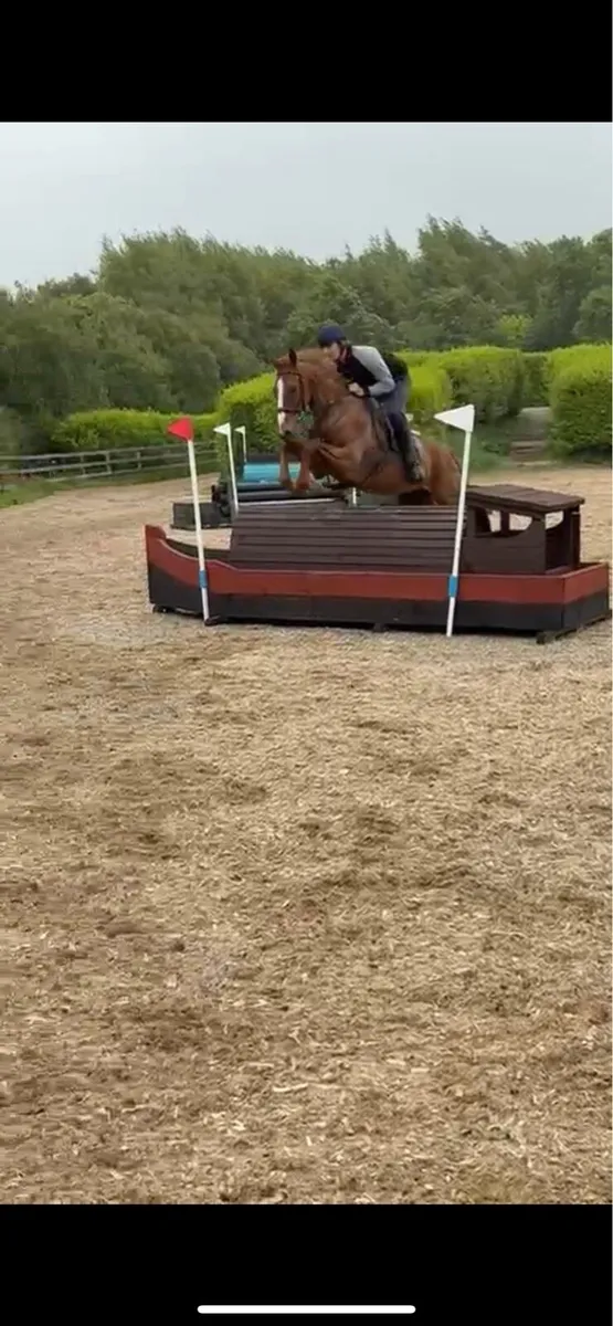 Cracking 16.2 5yo gelding - Image 3