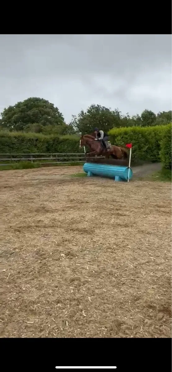 Cracking 16.2 5yo gelding - Image 4