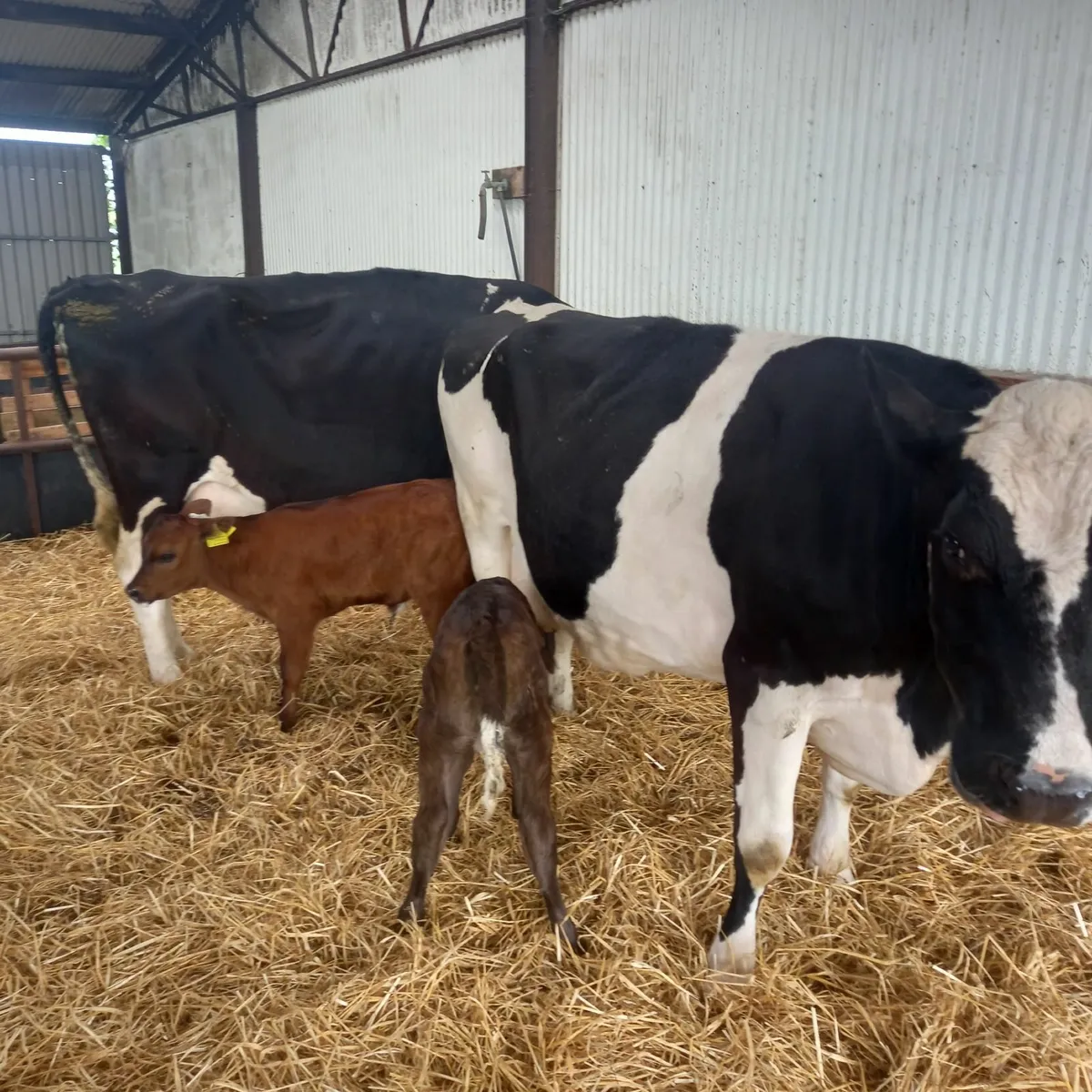 Dairy cows - Image 1