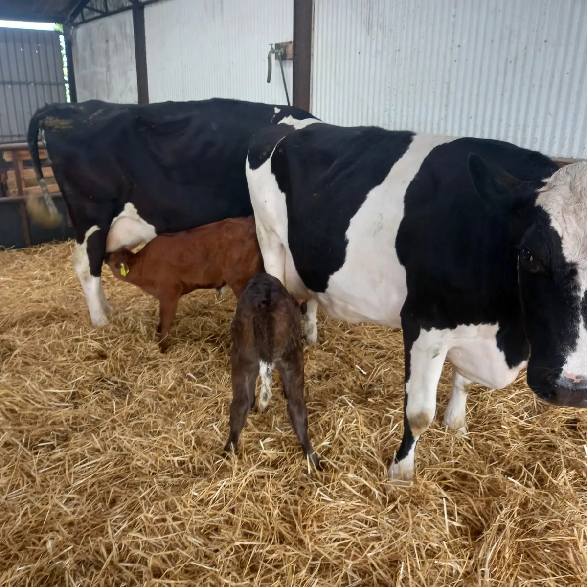 Dairy cows - Image 2