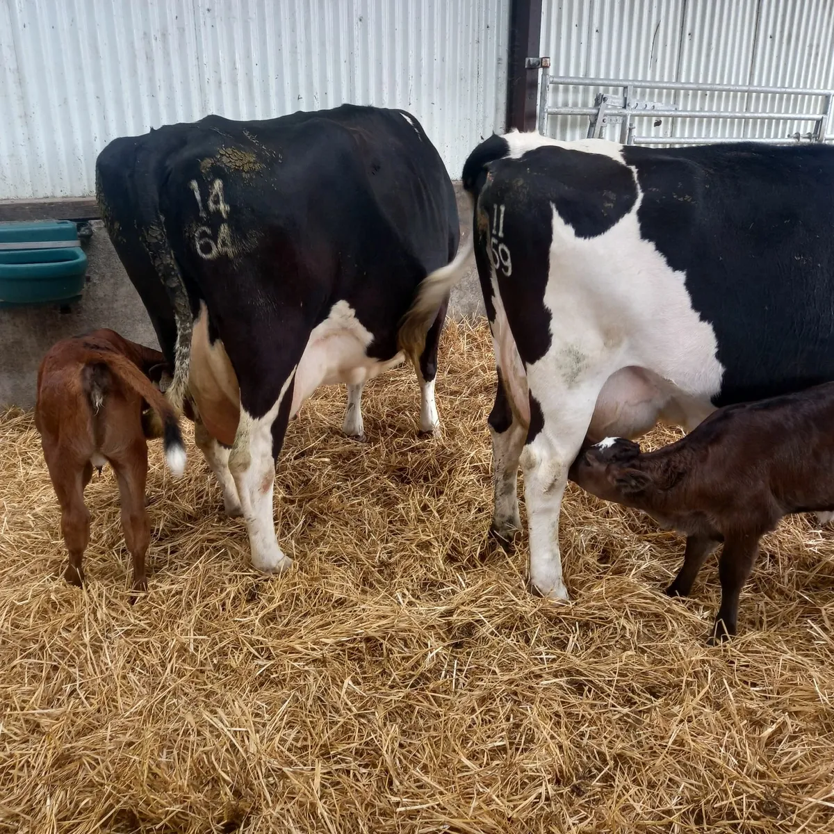 Dairy cows - Image 3