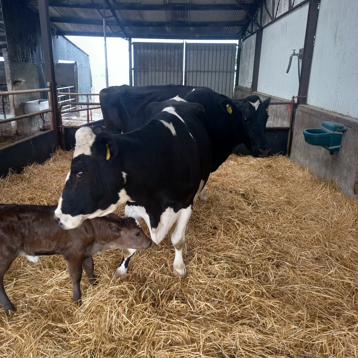Dairy cows - Image 4