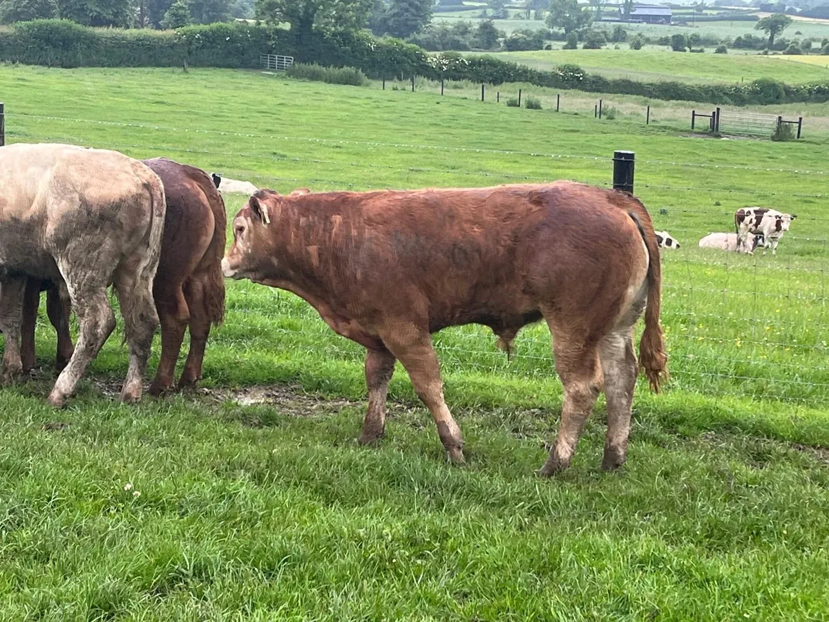 6 super 360 kg u grade bullocks - Image 1