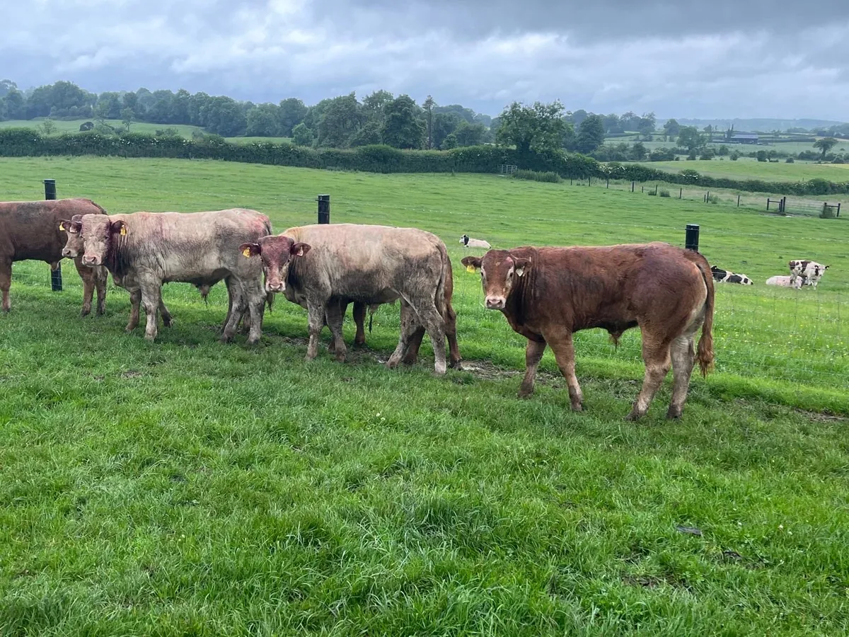 6 super 360 kg u grade bullocks - Image 2
