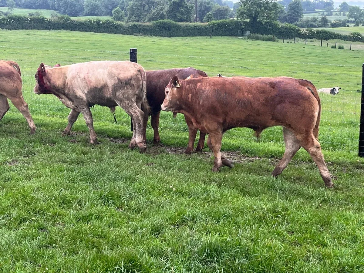 6 super 360 kg u grade bullocks - Image 3