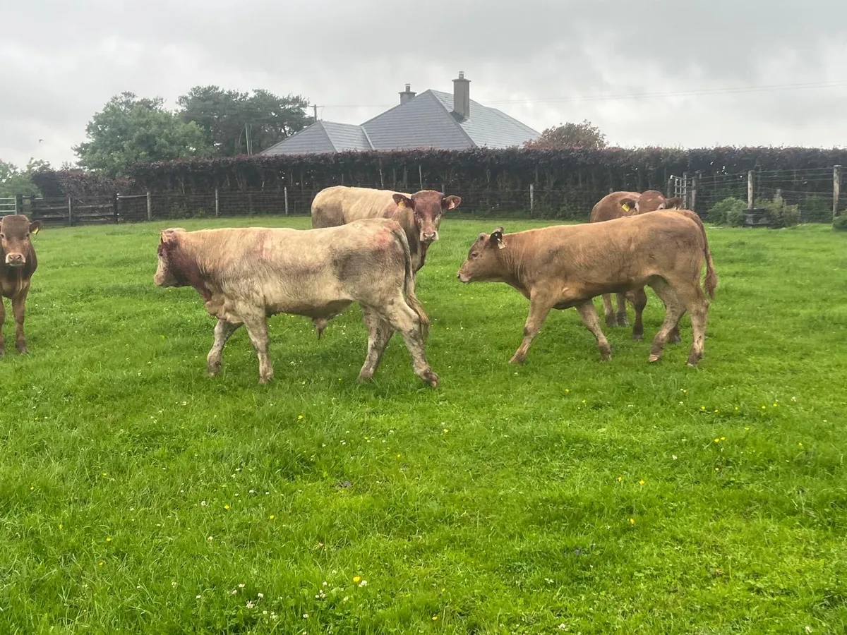 6 super 360 kg u grade bullocks - Image 4