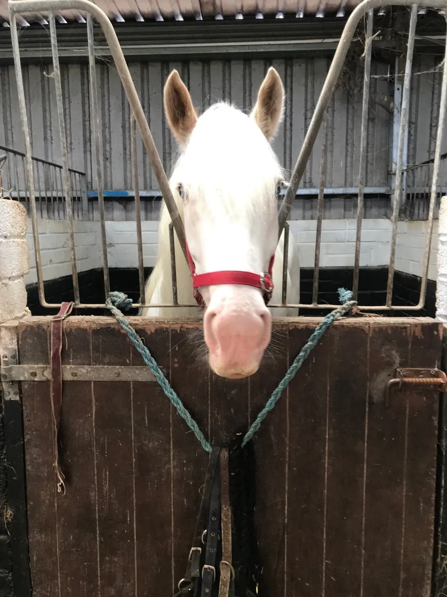 15/1 driving cob - Image 1