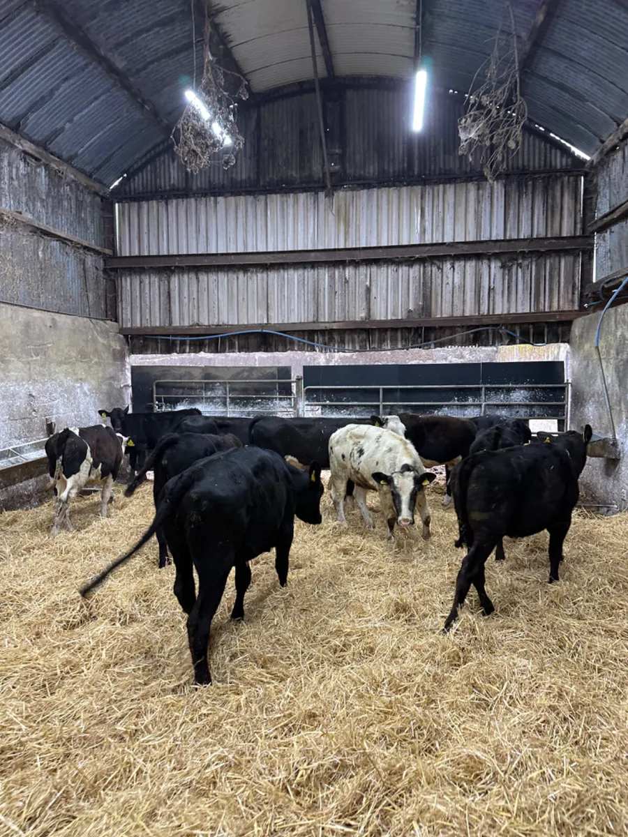Angus and Hereford heifers - Image 3