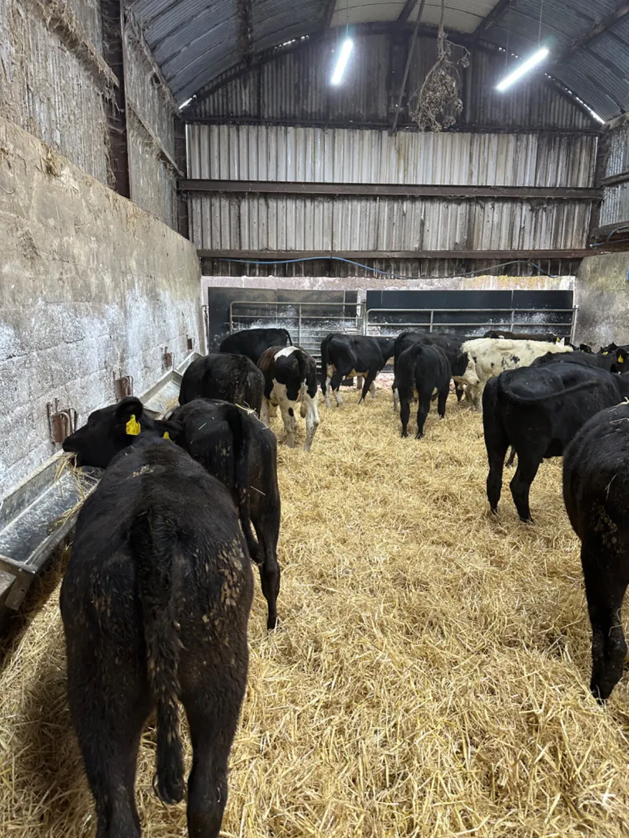 Angus and Hereford heifers - Image 2
