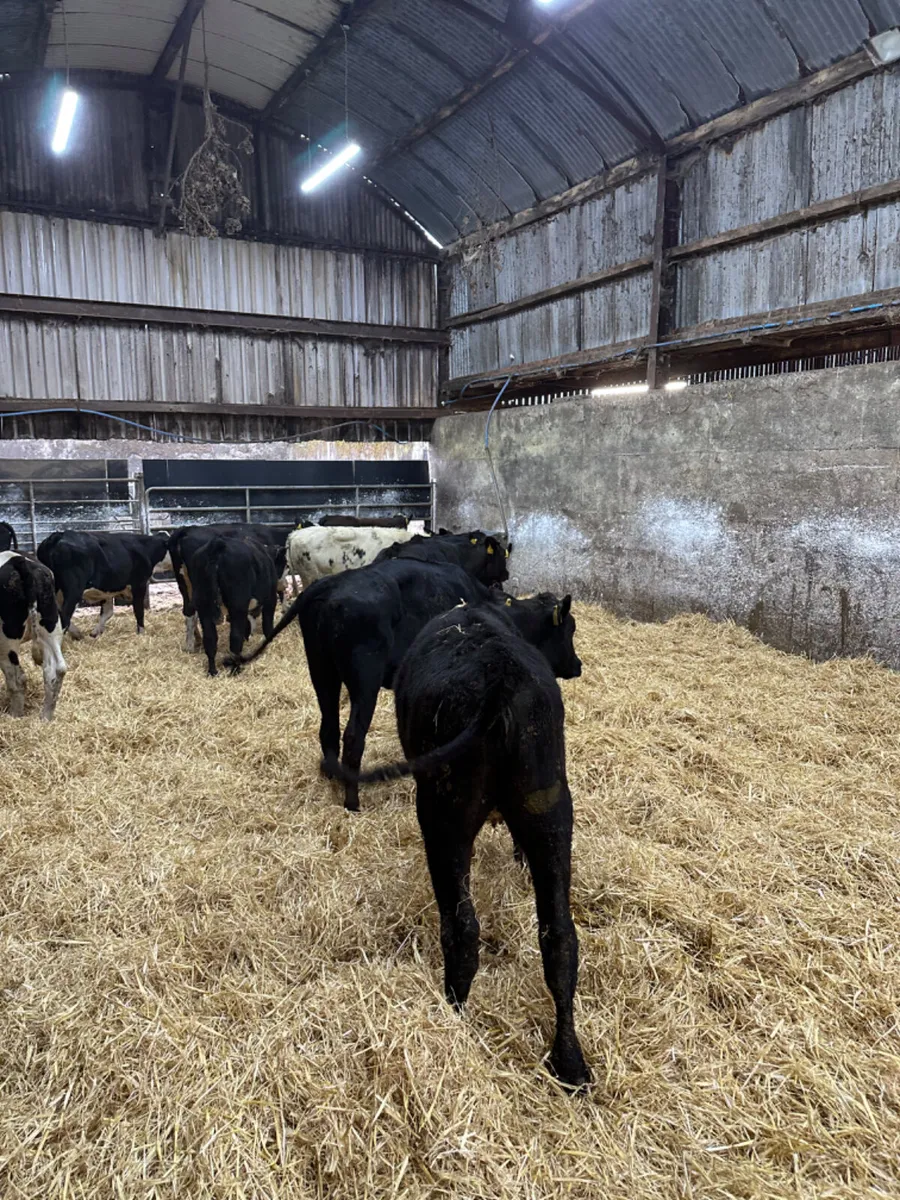Angus and Hereford heifers - Image 1
