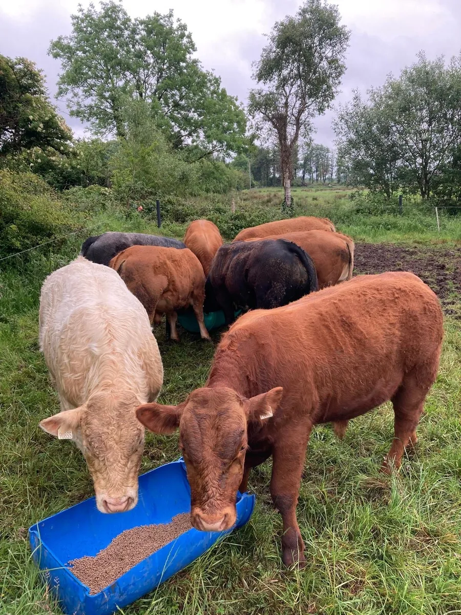 Weanling bulls at Ballinasloe Mart, Sat 21st June - Image 1