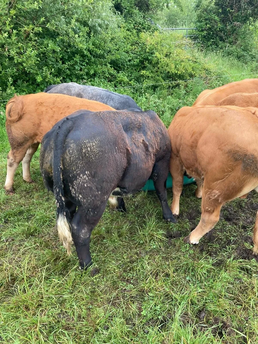 Weanling bulls at Ballinasloe Mart, Sat 21st June - Image 2