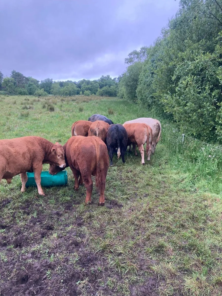 Weanling bulls at Ballinasloe Mart, Sat 21st June - Image 3