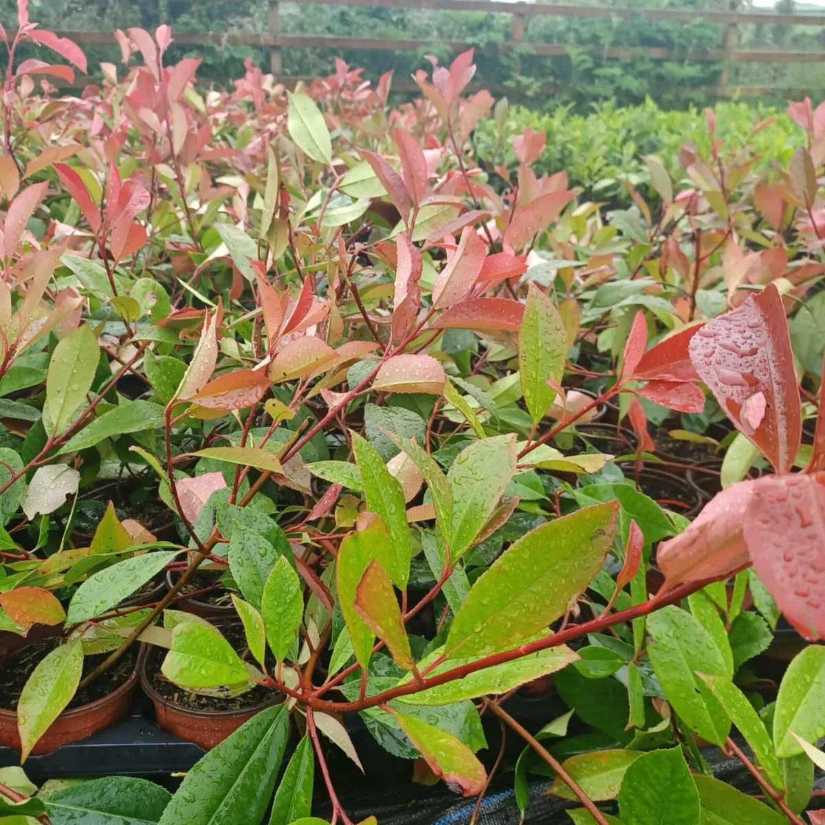 Hedge - Image 1