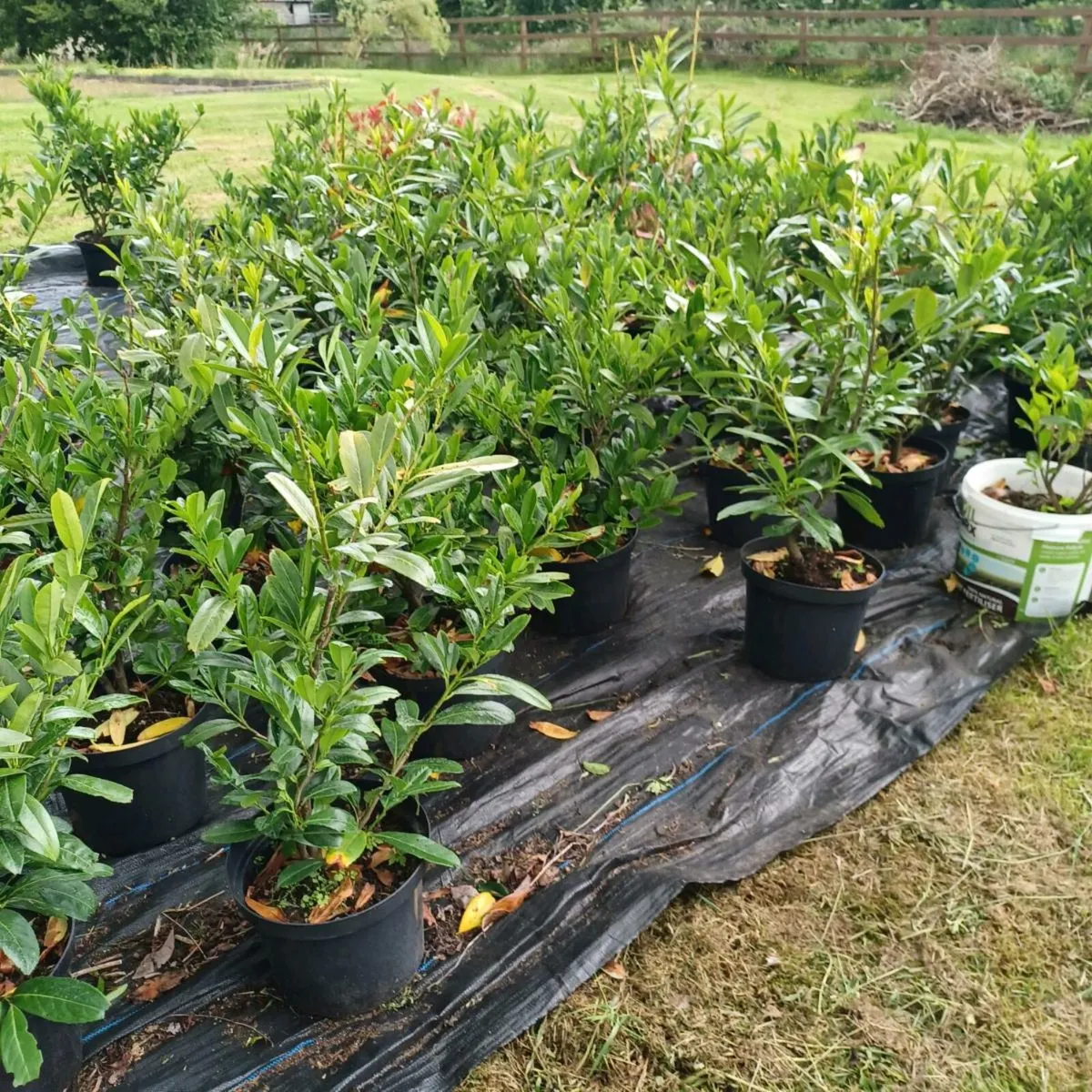 Hedge - Image 2