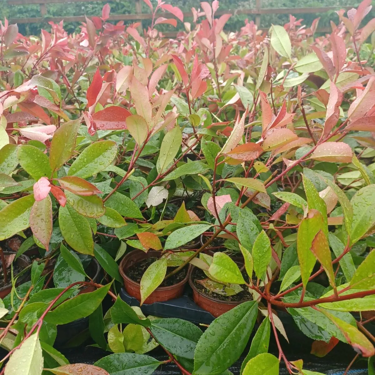 Hedge - Image 3