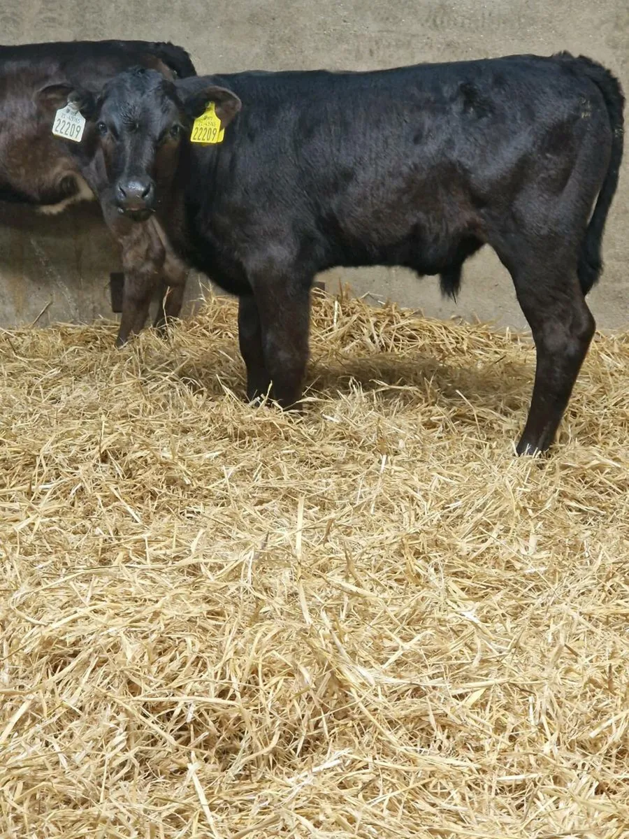 Calves - Image 1
