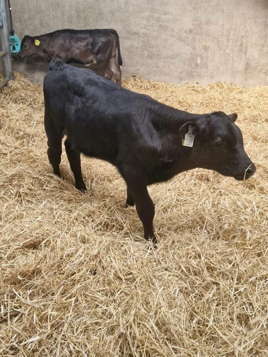 Calves - Image 3