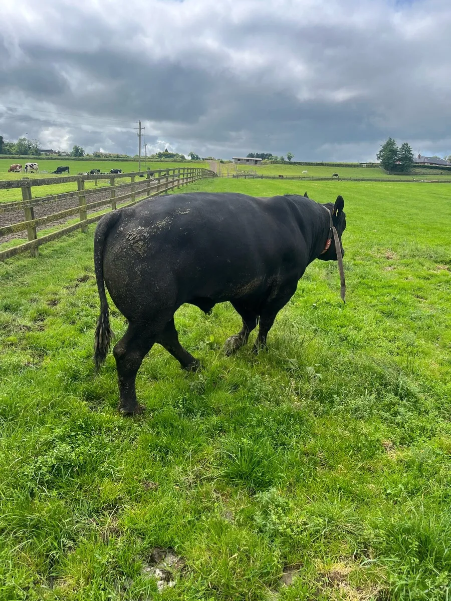 Breeding bulls for sale - Image 2