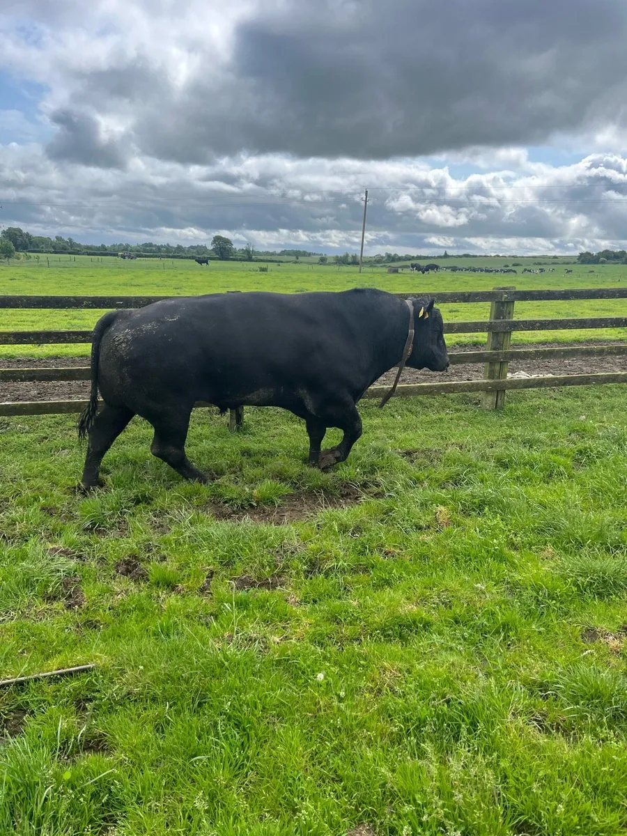 Breeding bulls for sale - Image 3