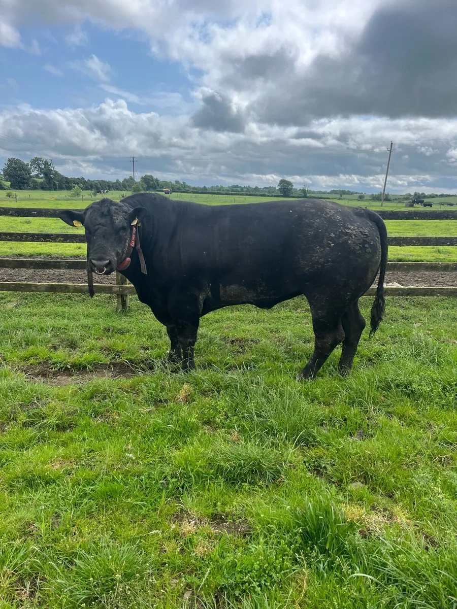 Breeding bulls for sale - Image 4