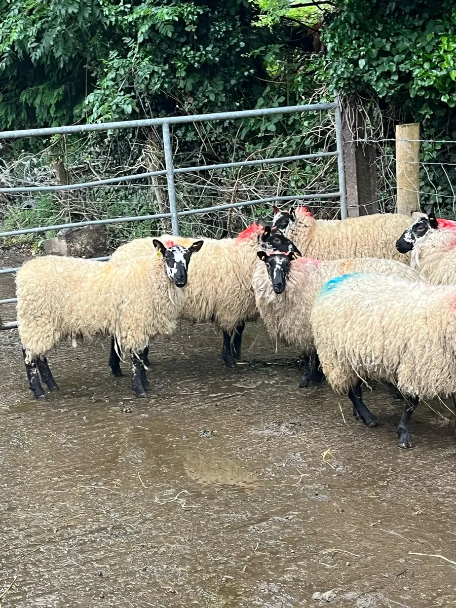 🤩10 speckle faced Hoggets 🤩 - Image 1