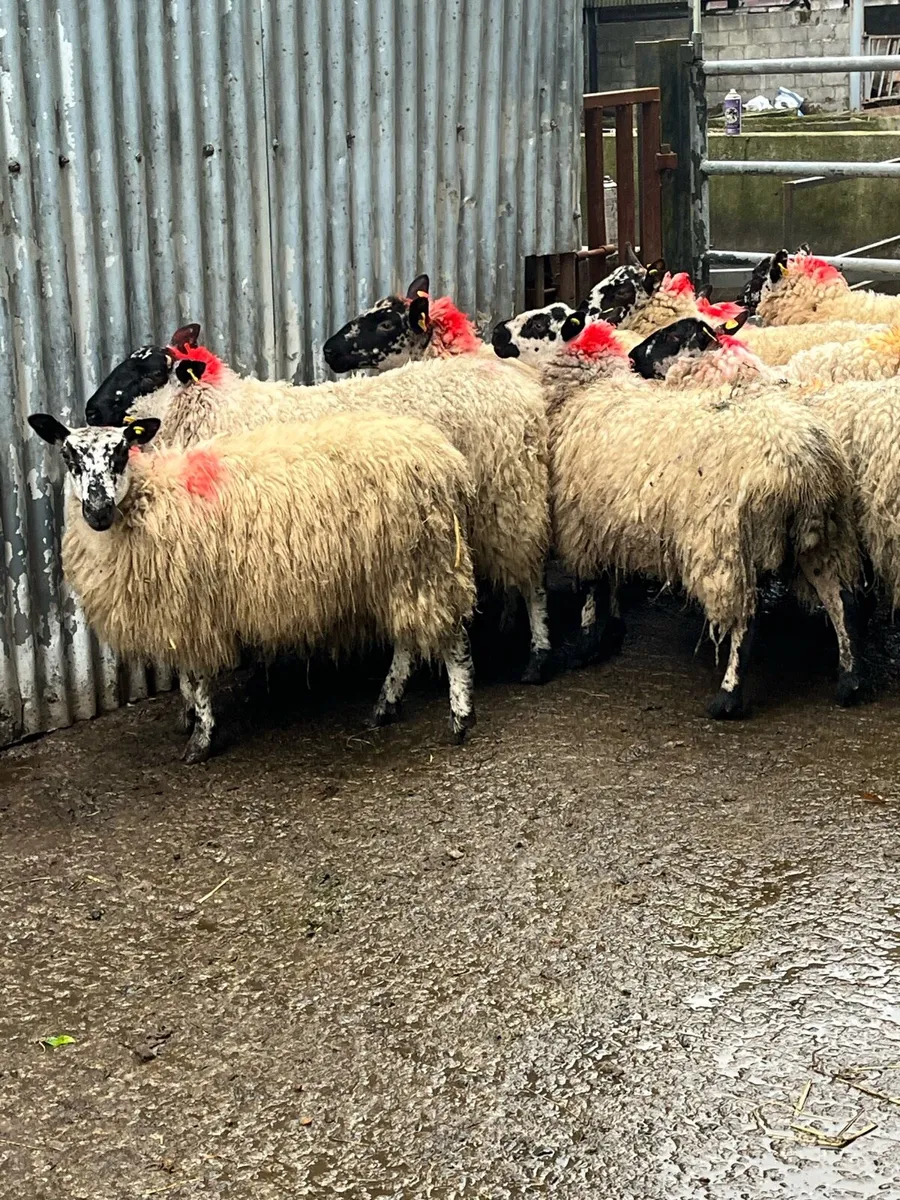 🤩10 speckle faced Hoggets 🤩 - Image 2