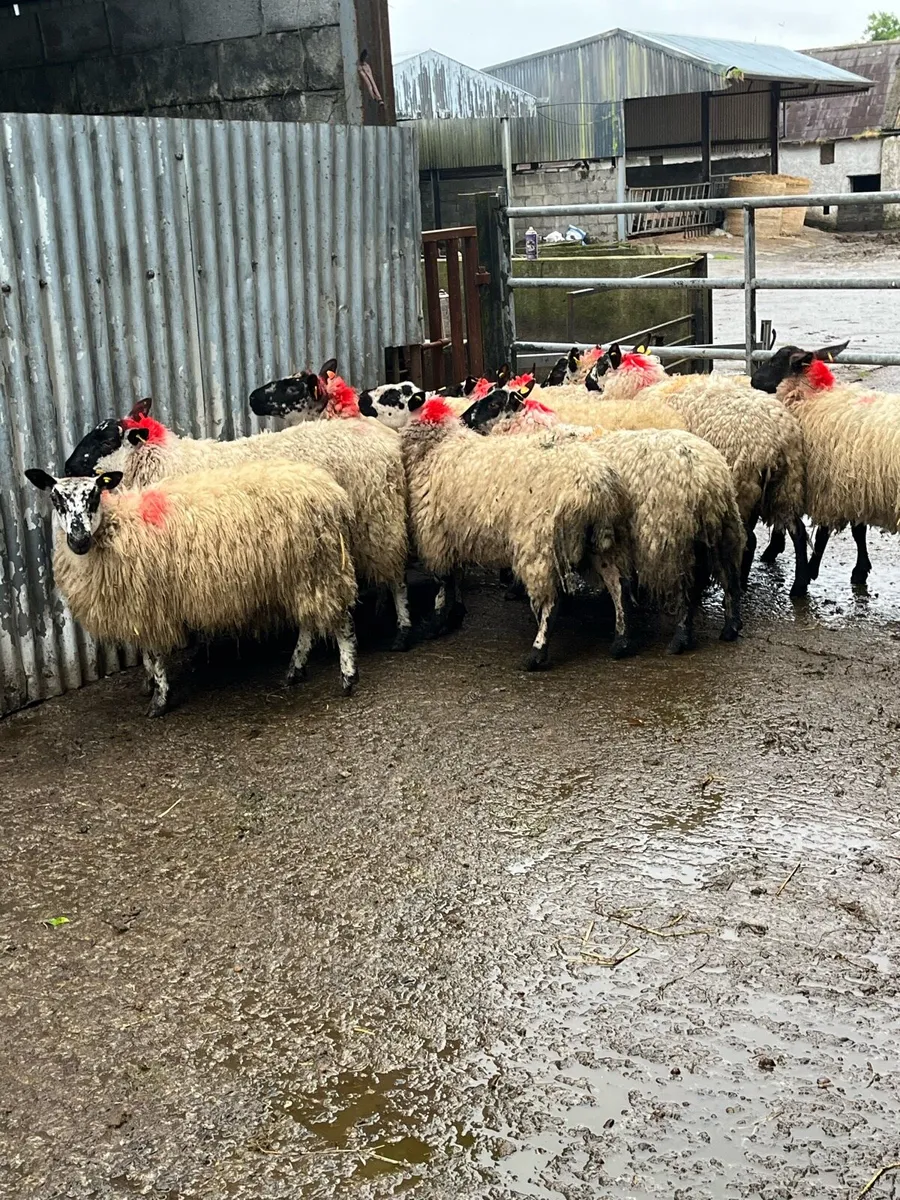 🤩10 speckle faced Hoggets 🤩 - Image 3