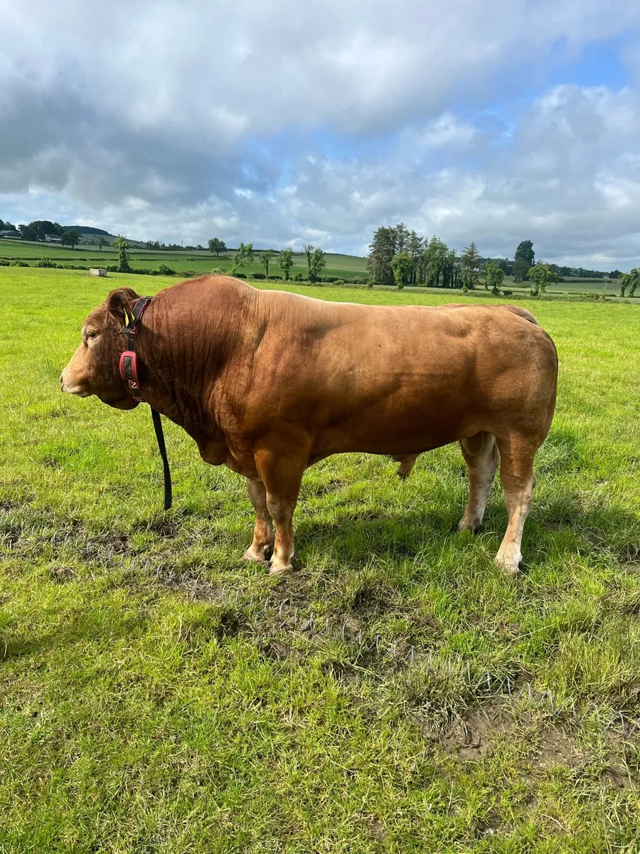 Breeding bulls for sale - Image 1