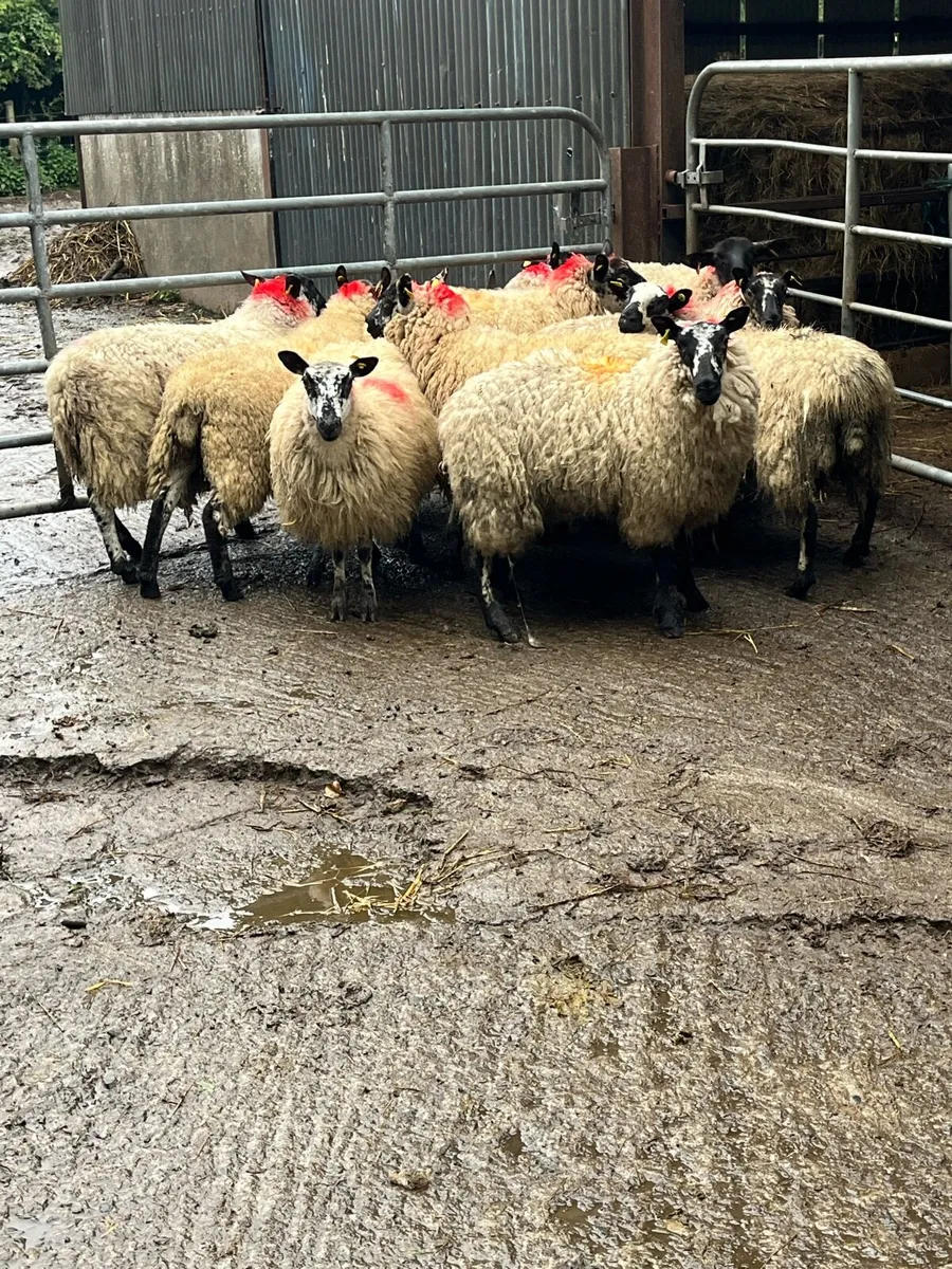 🤩10 speckle faced Hoggets 🤩 - Image 4