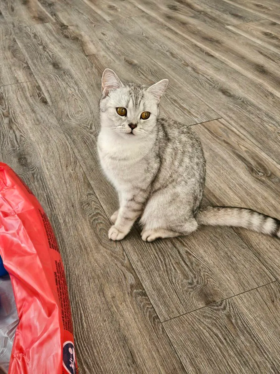 Brithsh short cat 🐈 - Image 1