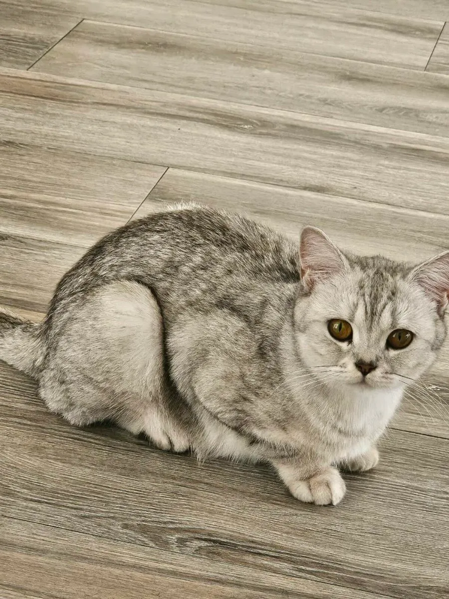 Brithsh short cat 🐈 - Image 2